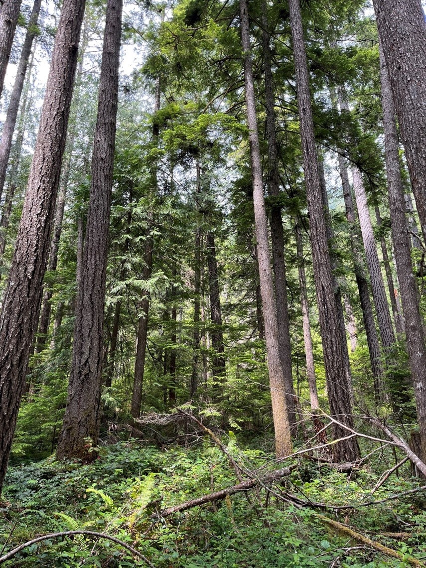 Tall conifer trees in the middle of a forest